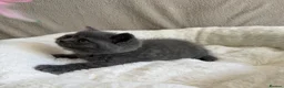British Shorthair cats for sale: GCCF Blue BSH chunky champion lines - Advert 21