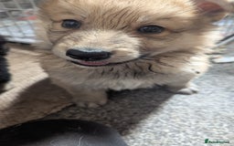 Mixed Breed dogs for sale: 2 German Shepherd x Belgian shepherd puppies in St. Neots - Image 7