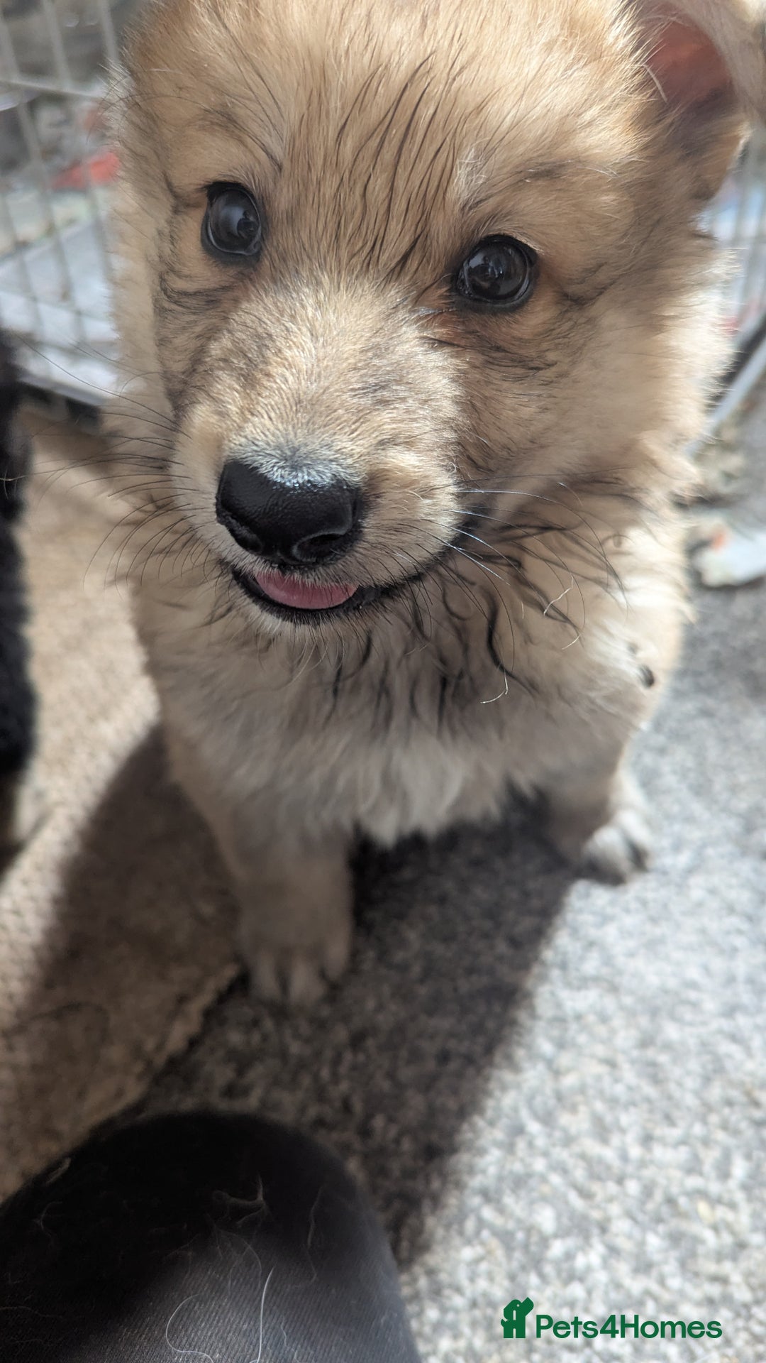 Mixed Breed dogs for sale: 2 German Shepherd x Belgian shepherd puppies in St. Neots - Image 7