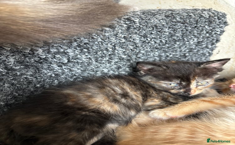 Norwegian Forest Cat cats - Advert 1
