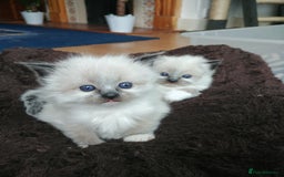 Ragdoll cats for stud: GCCF Active Register Seal Point Awesome Ragdoll in Luton - Image 13