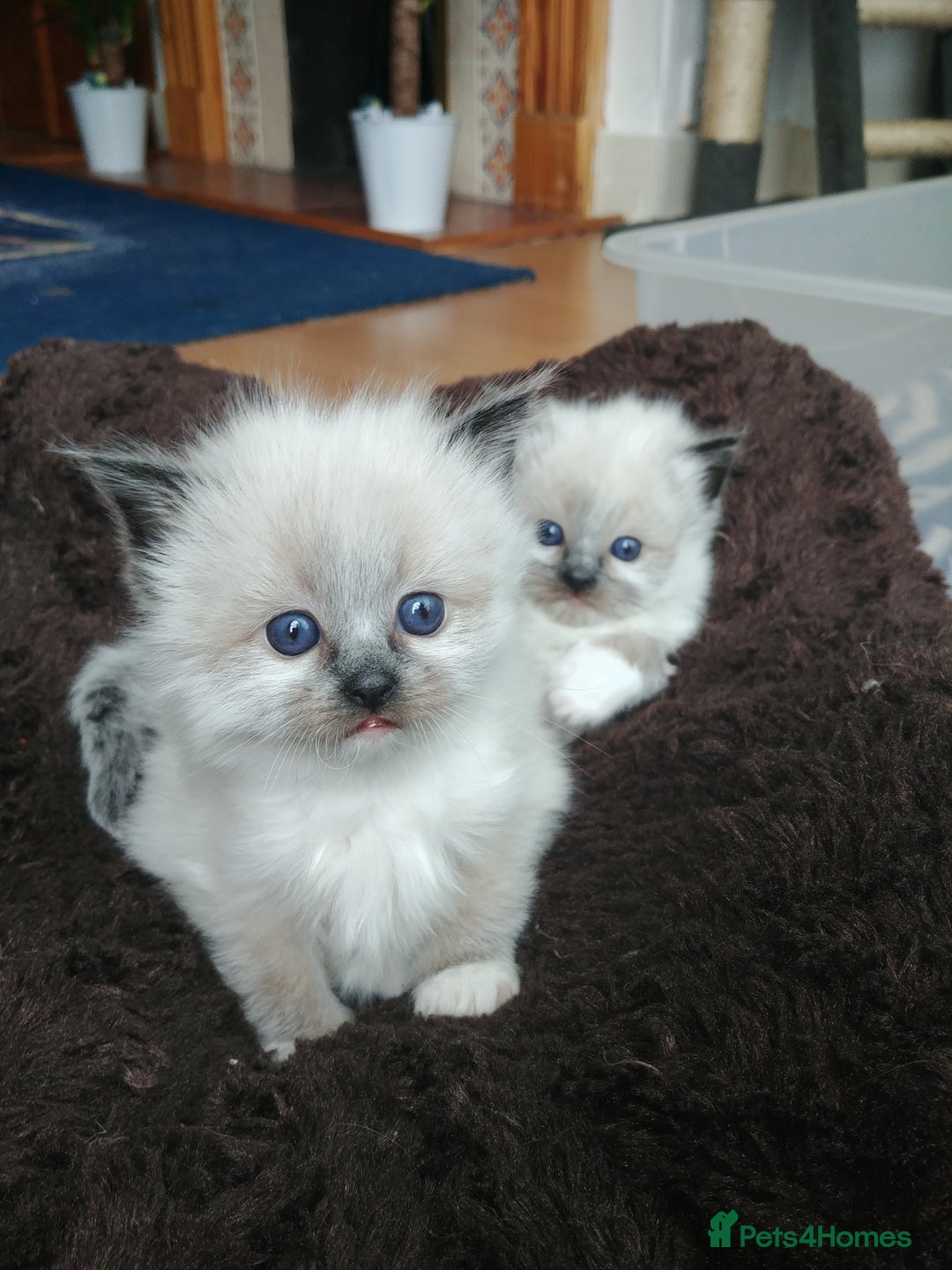 Ragdoll cats for stud: GCCF Active Register Seal Point Awesome Ragdoll in Luton - Image 13