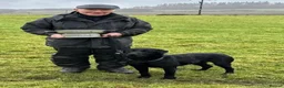 Labrador Retriever dogs for sale: Labrador retriever dog pup in Lancaster - Advert 2