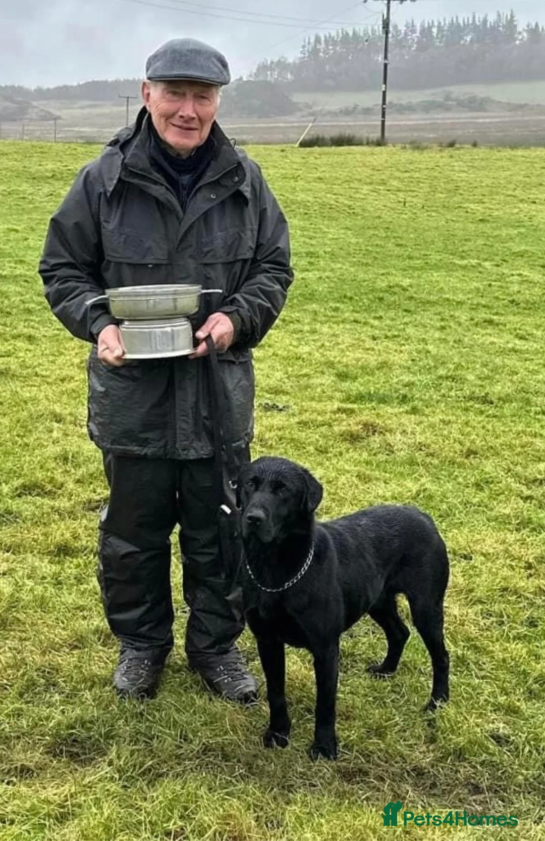 Labrador Retriever dogs for sale: Labrador retriever dog pup in Lancaster - Advert 2