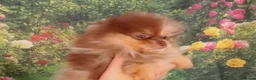 Pomeranian dogs for sale: 3 month old female Pomeranian - Advert 2