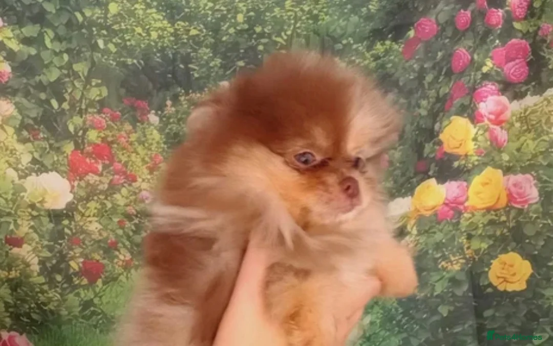 Pomeranian dogs for sale: 3 month old female Pomeranian - Advert 2