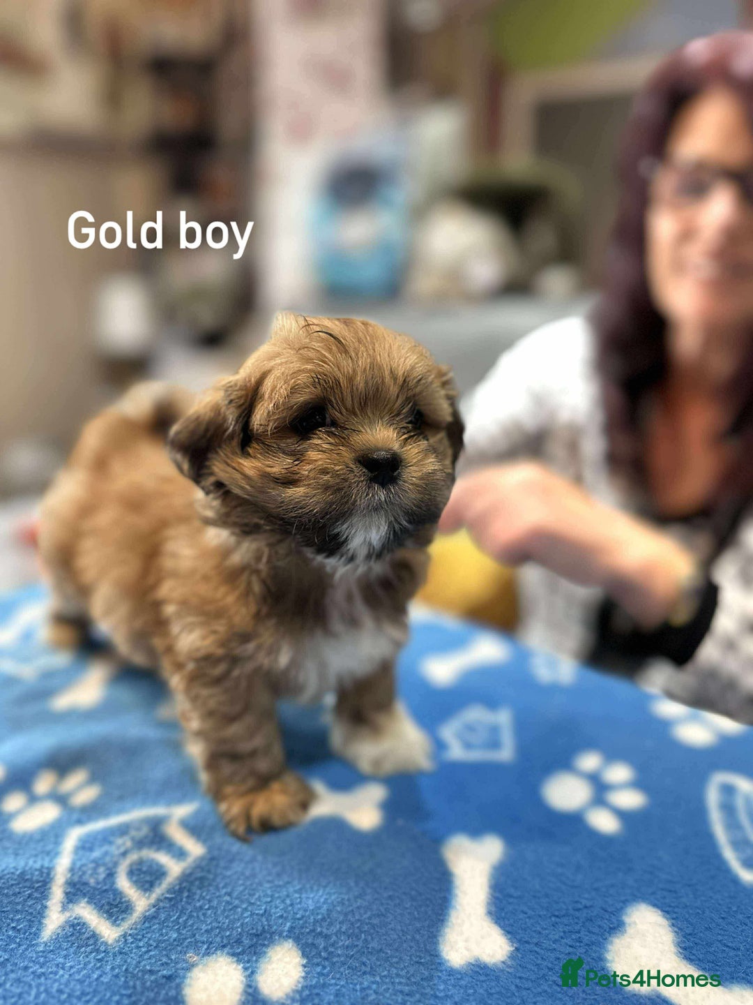 Lhasa Apso dogs for sale: Amazing Lhasa Apso pups - Image 21
