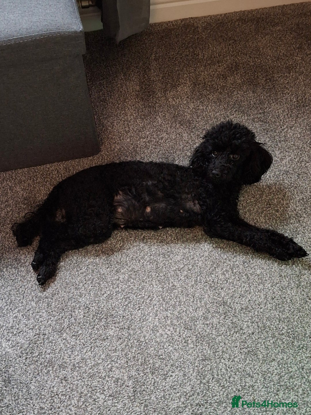 Toy Poodle dogs for sale: Toy poodles - Advert 1