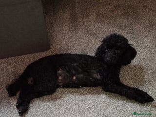 Toy Poodle dogs Toy poodles - Advert 17