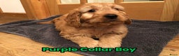 Goldendoodle dogs for sale: F1 Miniature Goldendoodle's 100% DNA Health-Tested - Advert 29