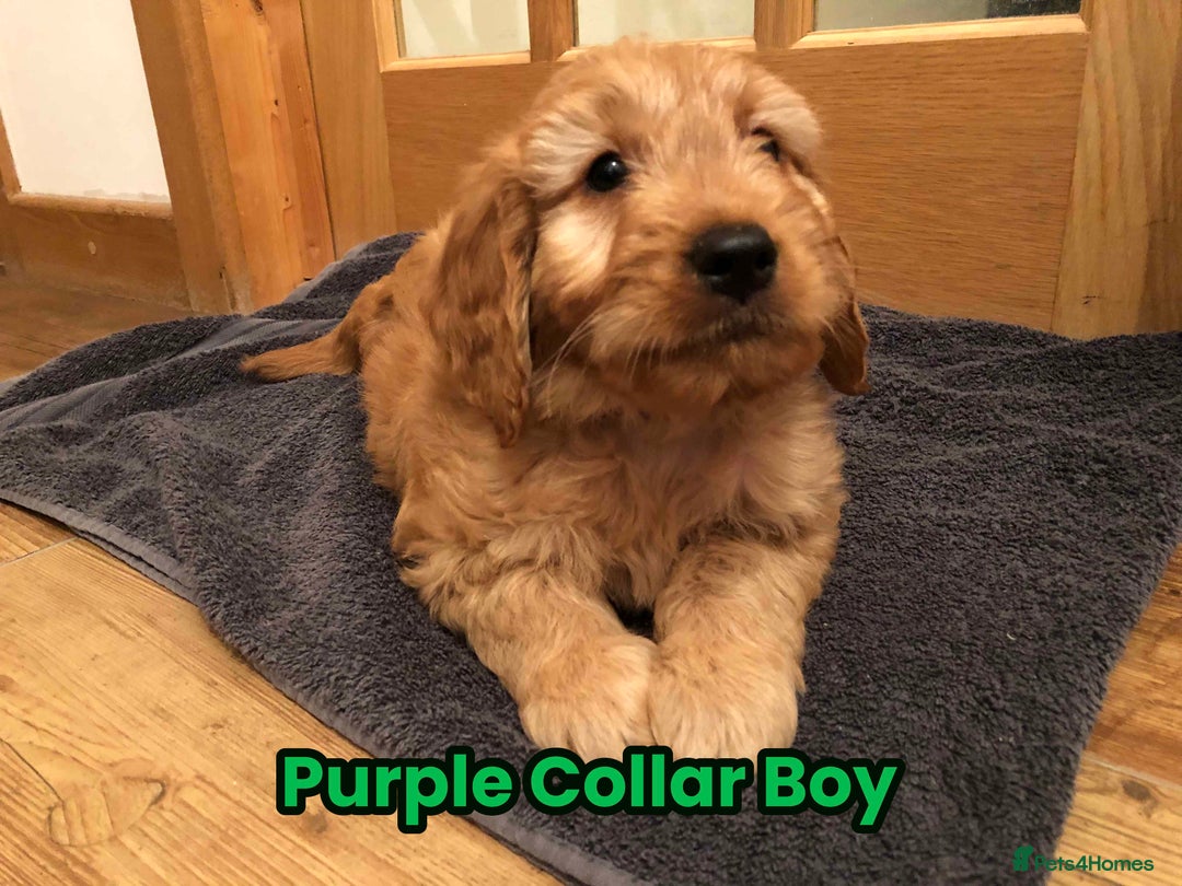 Goldendoodle dogs for sale: F1 Miniature Goldendoodle's 100% DNA Health-Tested - Advert 29