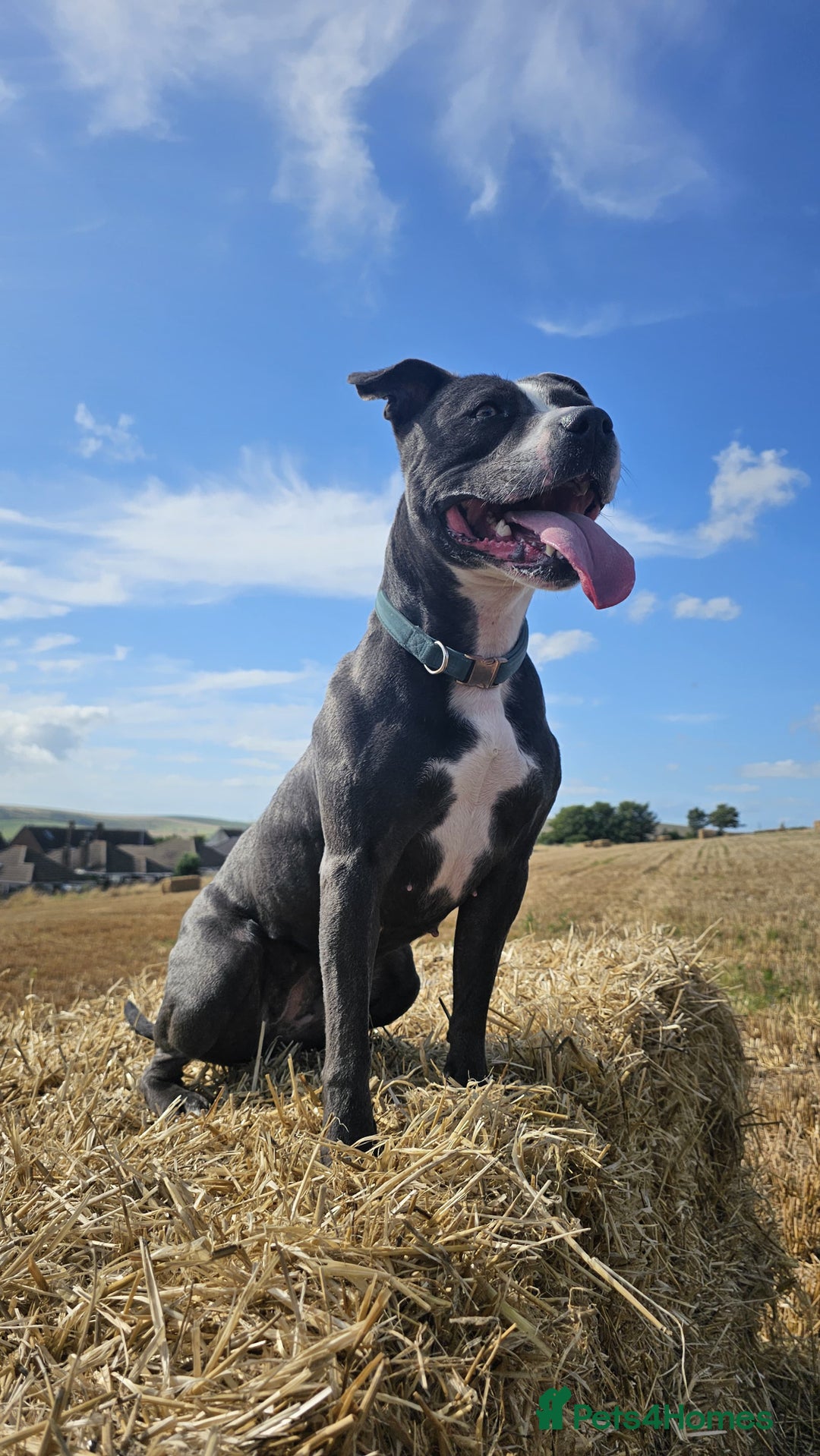 Staffordshire Bull Terrier dogs for stud: Stud wanted for our lovely girl - Advert 2