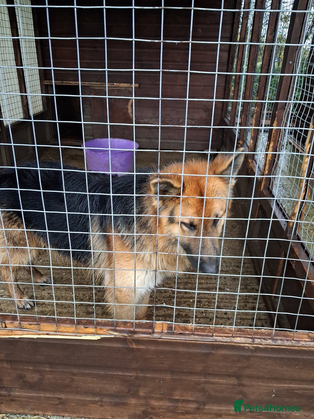 German Shepherd dogs for sale: Super litter of fully registered gsd pups - Advert 6