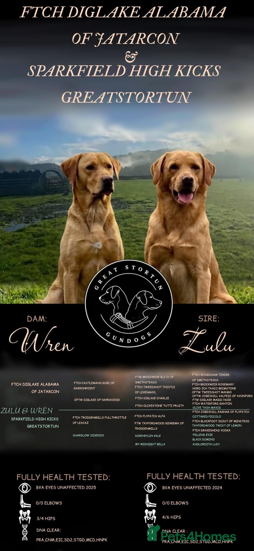 Labrador Retriever dogs Prestigious Field Trial Champion health tested KC - Advert 1