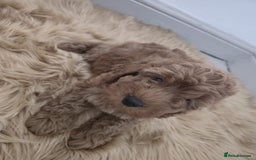 Cockapoo dogs for sale: Beautiful cockapoo puppies - Image 5