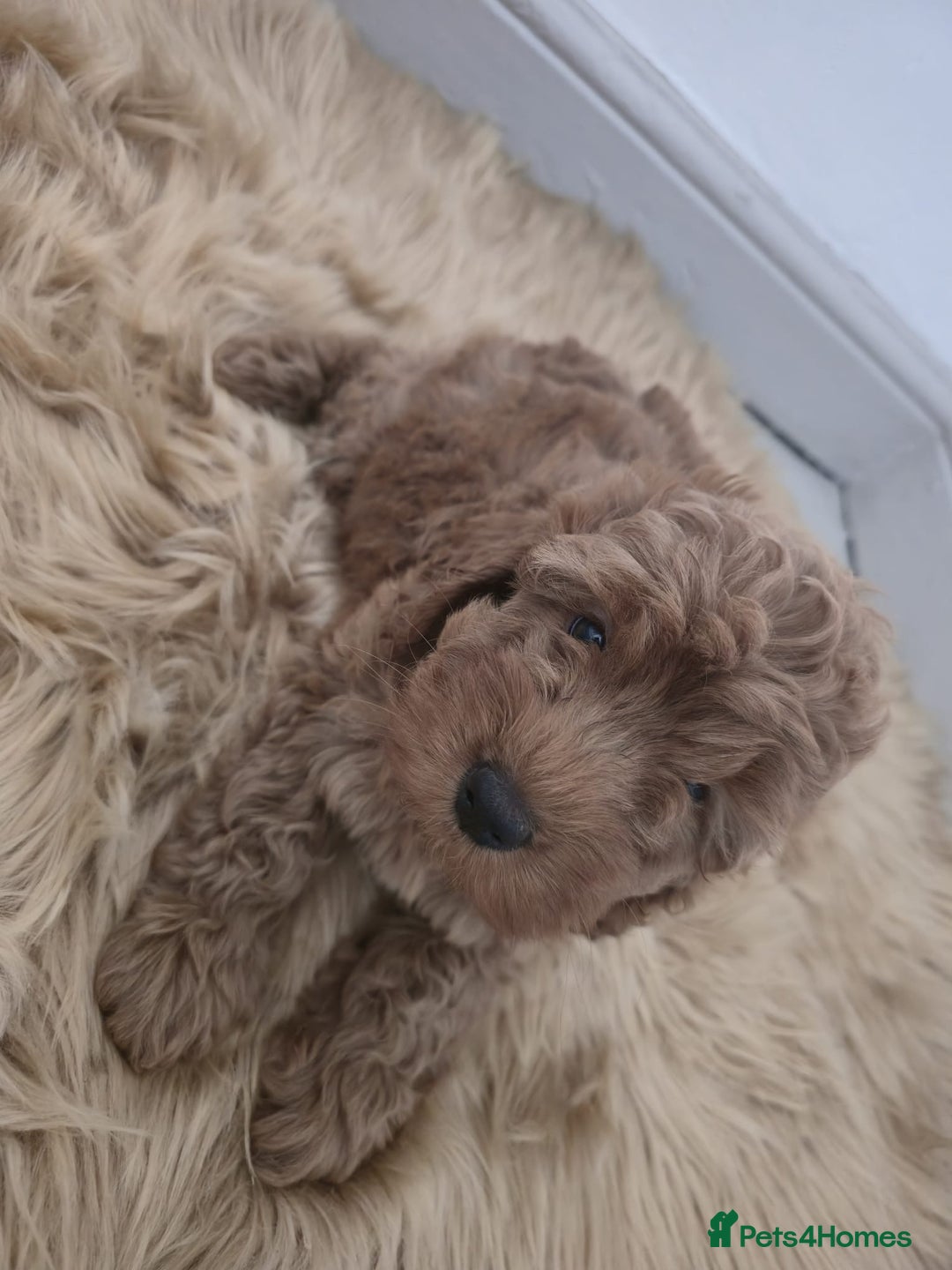 Cockapoo dogs for sale: Beautiful cockapoo puppies - Image 5