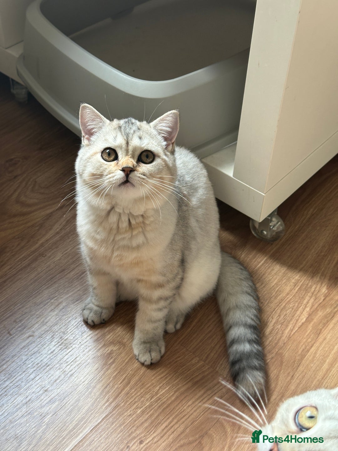 British Shorthair cats for sale: Gorgeous British Longhair & Shorthair Kittens - Advert 35
