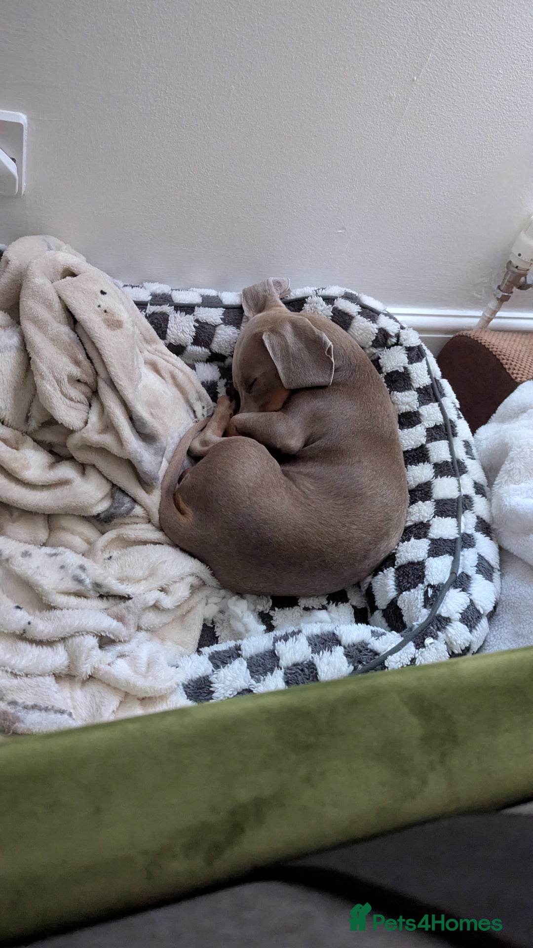 Dachshund dogs for sale: Looking for our final puzzle piece 😍 NOT FOR SALE - Image 4