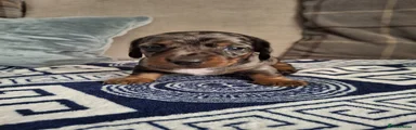 Dachshund 5