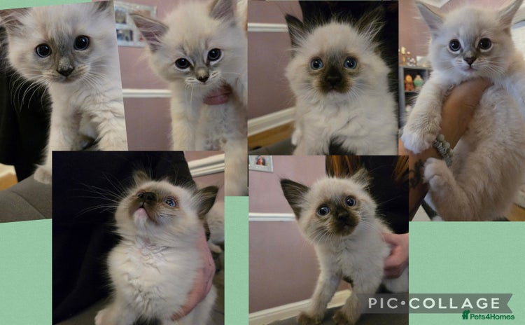 Ragdoll cats - Advert 6