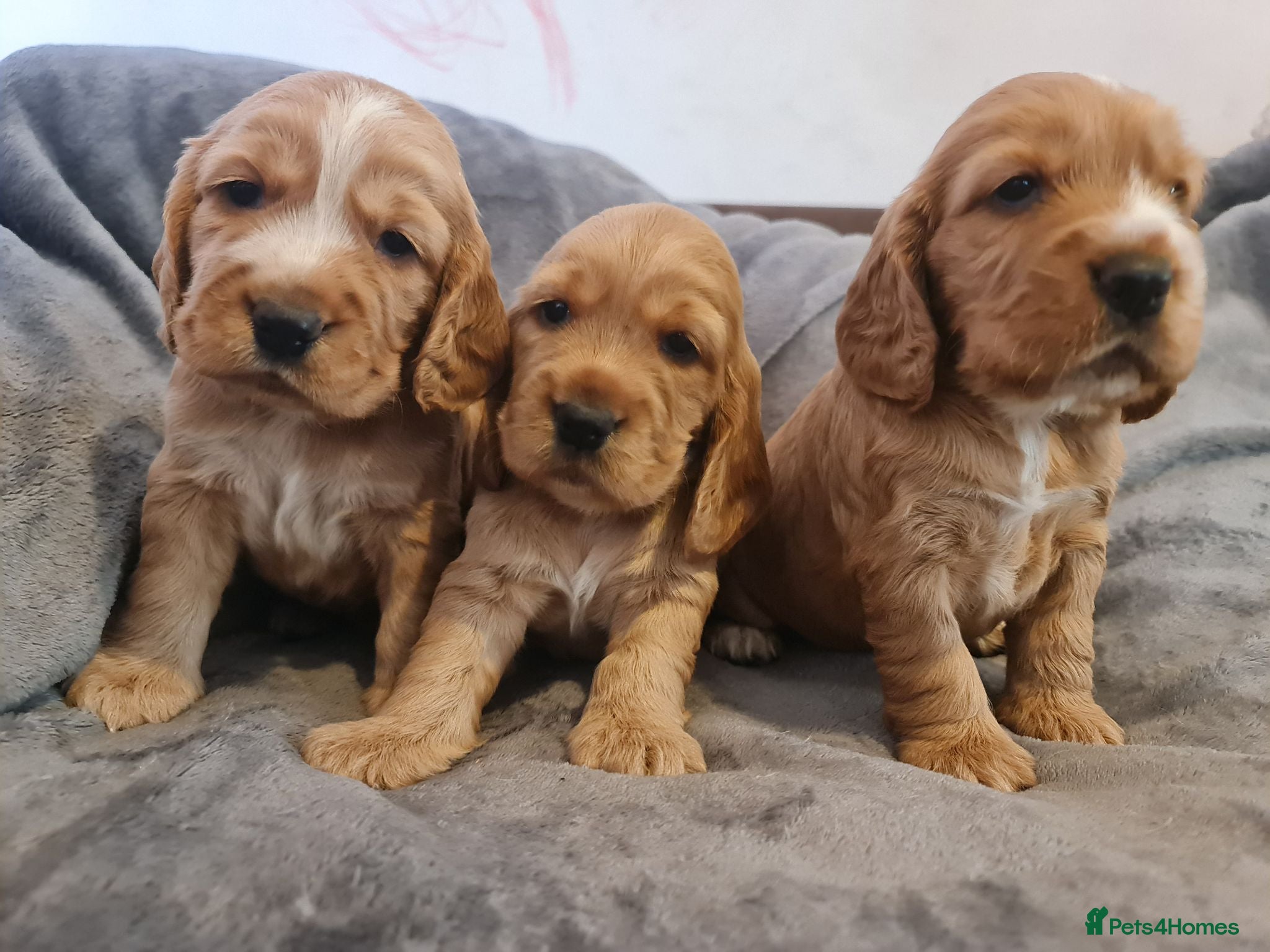 Cocker Spaniel dogs 3 golden Cocker Spaniels  - Advert 17