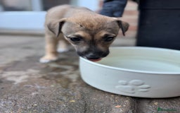 Mixed Breed dogs for sale: Lurcher cross pups - Image 2