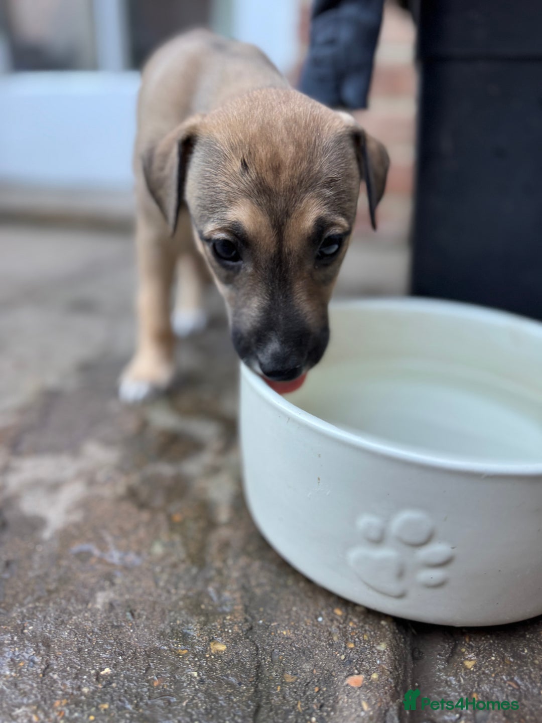 Mixed Breed dogs for sale: Lurcher cross pups - Image 2