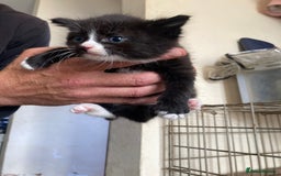 Maine Coon cats for sale: Maine coon x  - Image 9