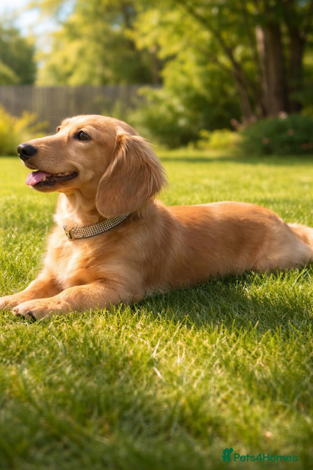 Miniature Dachshund dogs Beautiful Long Haired Full Cream Dachshund *Stud* - Advert 11