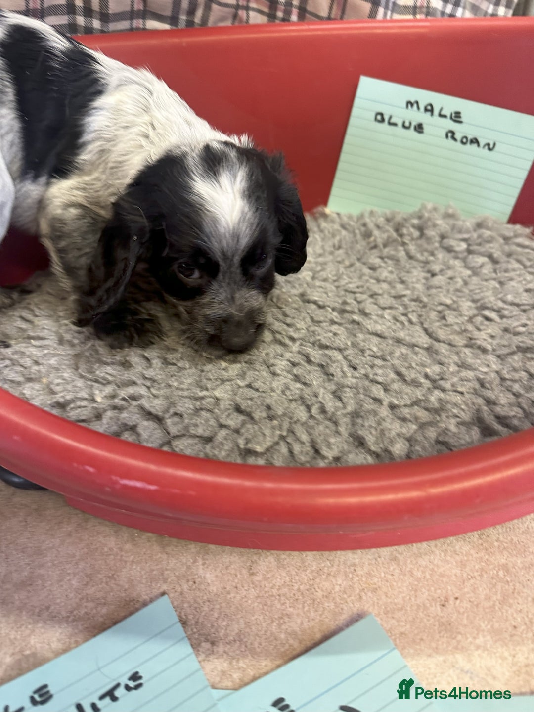 Cocker Spaniel dogs for sale: Two cocker spaniel litters for sale - Image 21