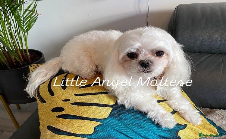 Maltese dogs in Waltham Cross - Advert 15