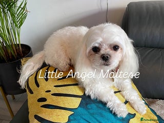 Maltese dogs in Waltham Cross - Advert 13