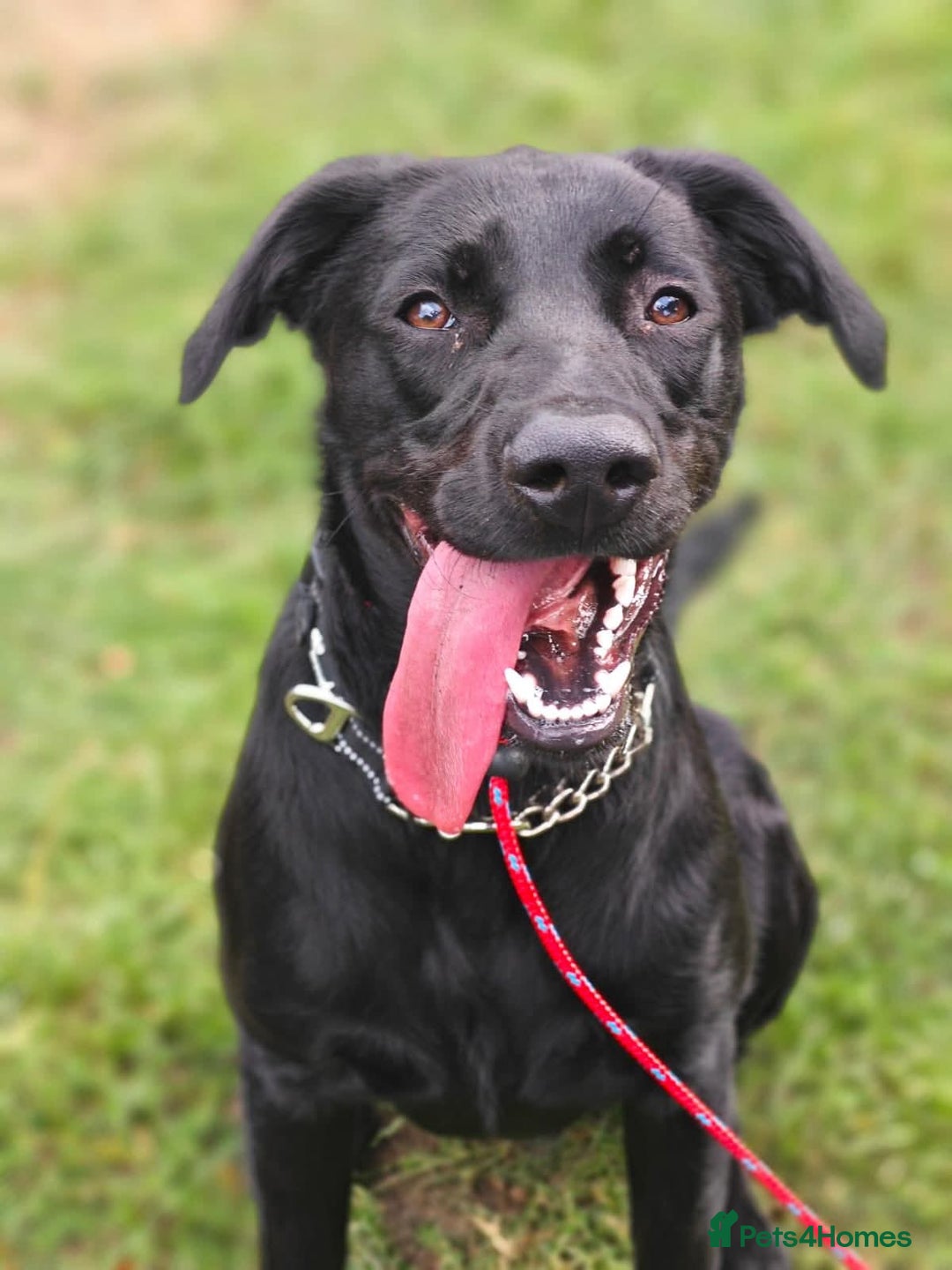 Mixed Breed dogs for adoption: Ben     - Image 2