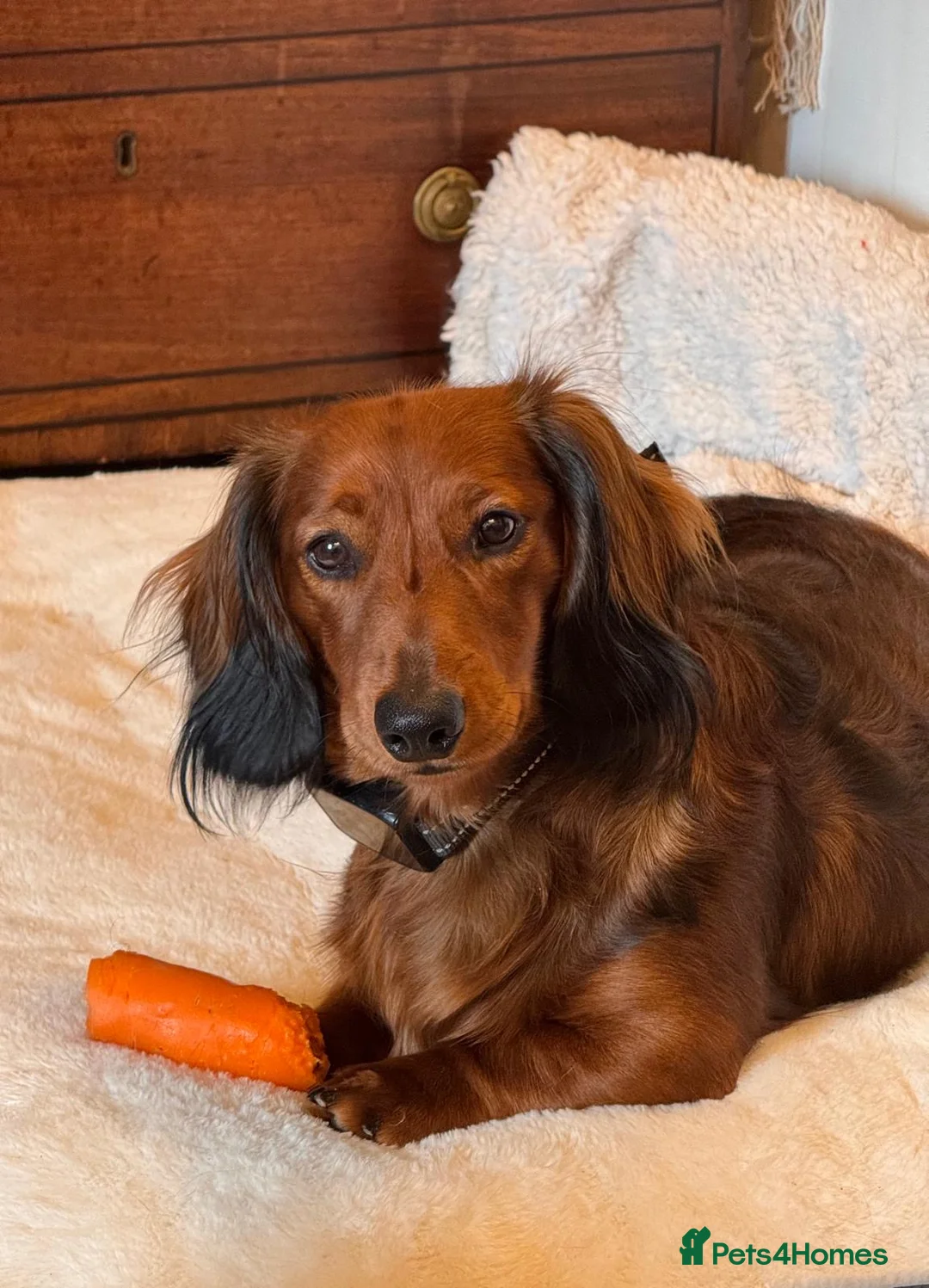 Miniature Dachshund dogs for stud: Stunning Miniature Red Long Haired Dachshund - Advert 5
