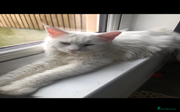 Maine Coon cats for sale: Beautiful Rare White Blue Eyed GCCF Maine Coons - Image 16