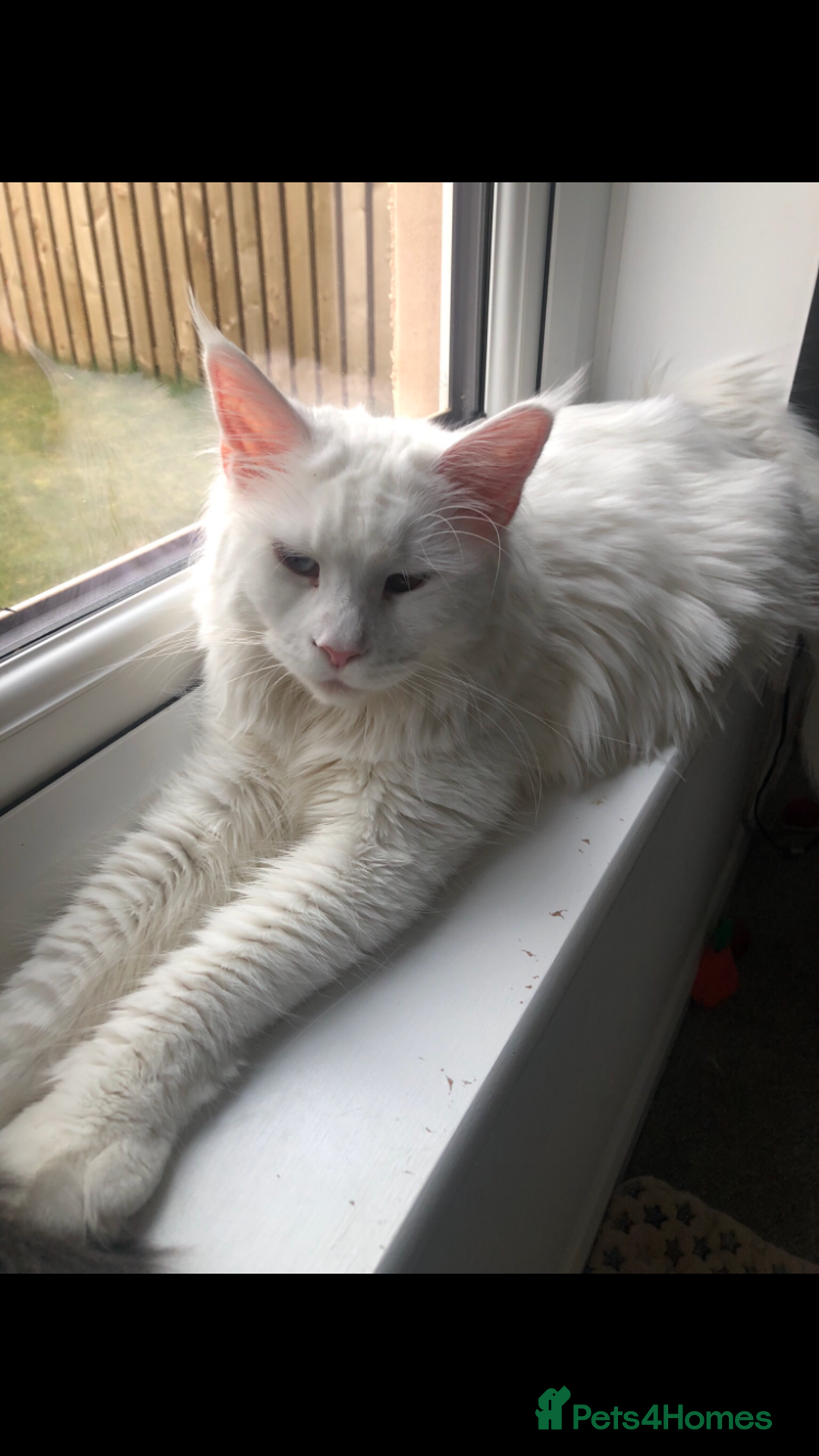 Maine Coon cats for sale: Beautiful Rare White Blue Eyed GCCF Maine Coons - Image 16