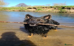 German Shepherd dogs for stud: Dark Sable German Shepherd - Image 6