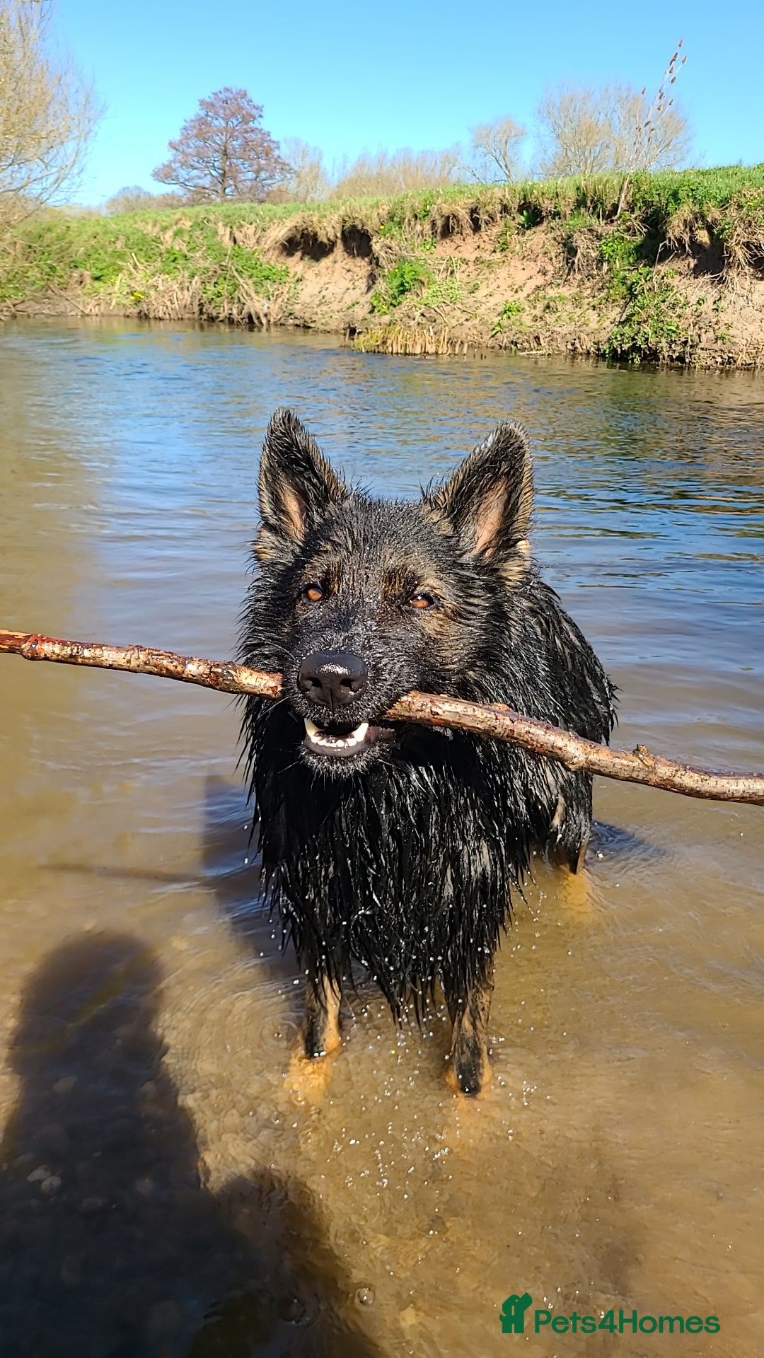 German Shepherd dogs for stud: Dark Sable German Shepherd - Image 6