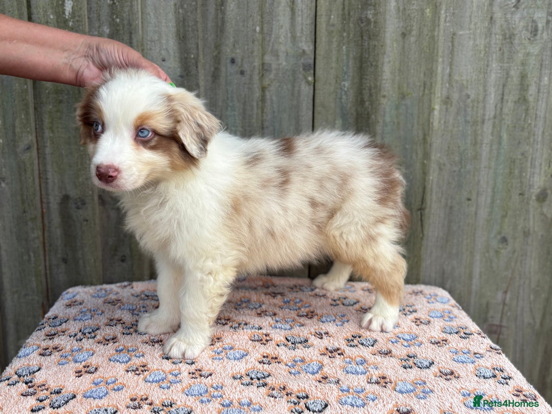 Australian Shepherd dogs for sale: Beautiful pedigree Australian Shepherd puppies - Image 2