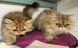 Persian cats for sale: Persian Chinchilla Girl for sale (REGISTERED) - Image 6