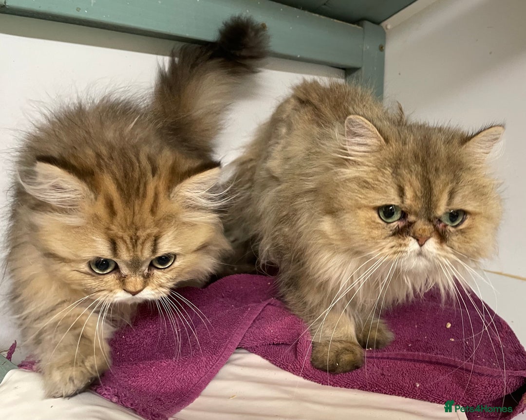 Persian cats for sale: Persian Chinchilla Girl for sale (REGISTERED) - Image 6