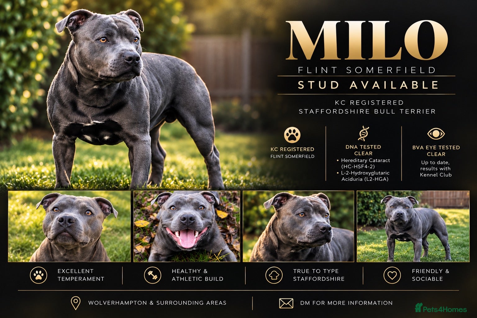 Staffordshire Bull Terrier dogs Staffordshire Bull Terrier Stud - Advert 10