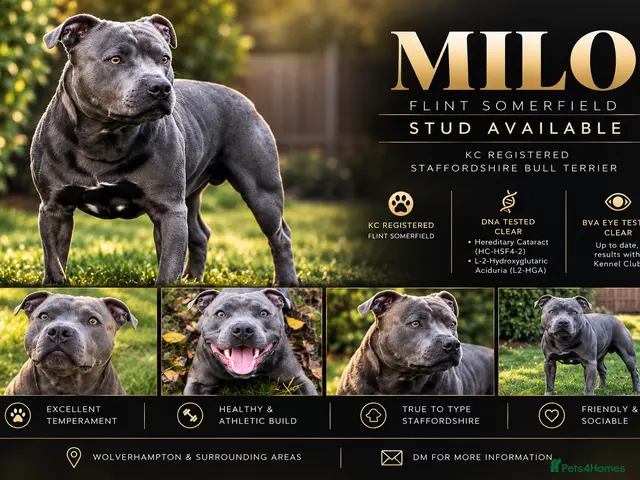 Staffordshire Bull Terrier dogs Staffordshire Bull Terrier Stud - Advert 1