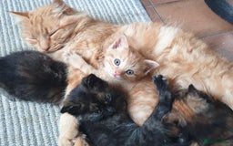Mixed Breed cats for sale: Beautiful fluffy kittens - Image 1