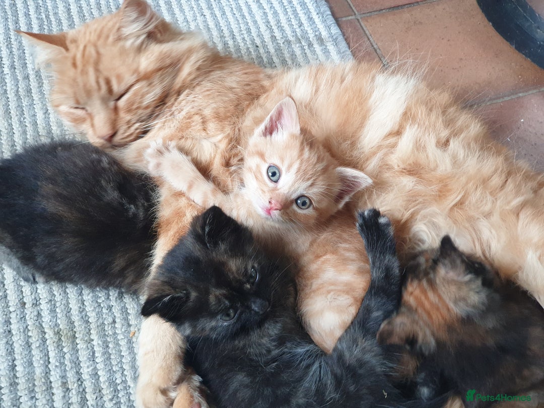 Mixed Breed cats for sale: Beautiful fluffy kittens - Image 1