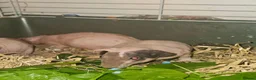 Guinea Pig rodents for sale: 4 male skinny pig boars - Advert 15