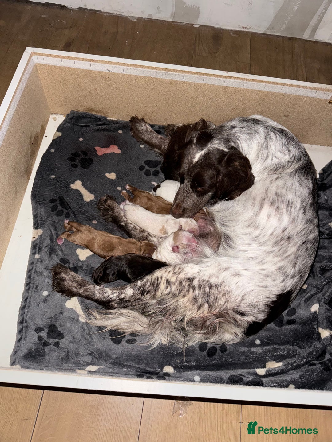 Cocker Spaniel dogs for sale: Cocker spaniel Puppies  - Image 5