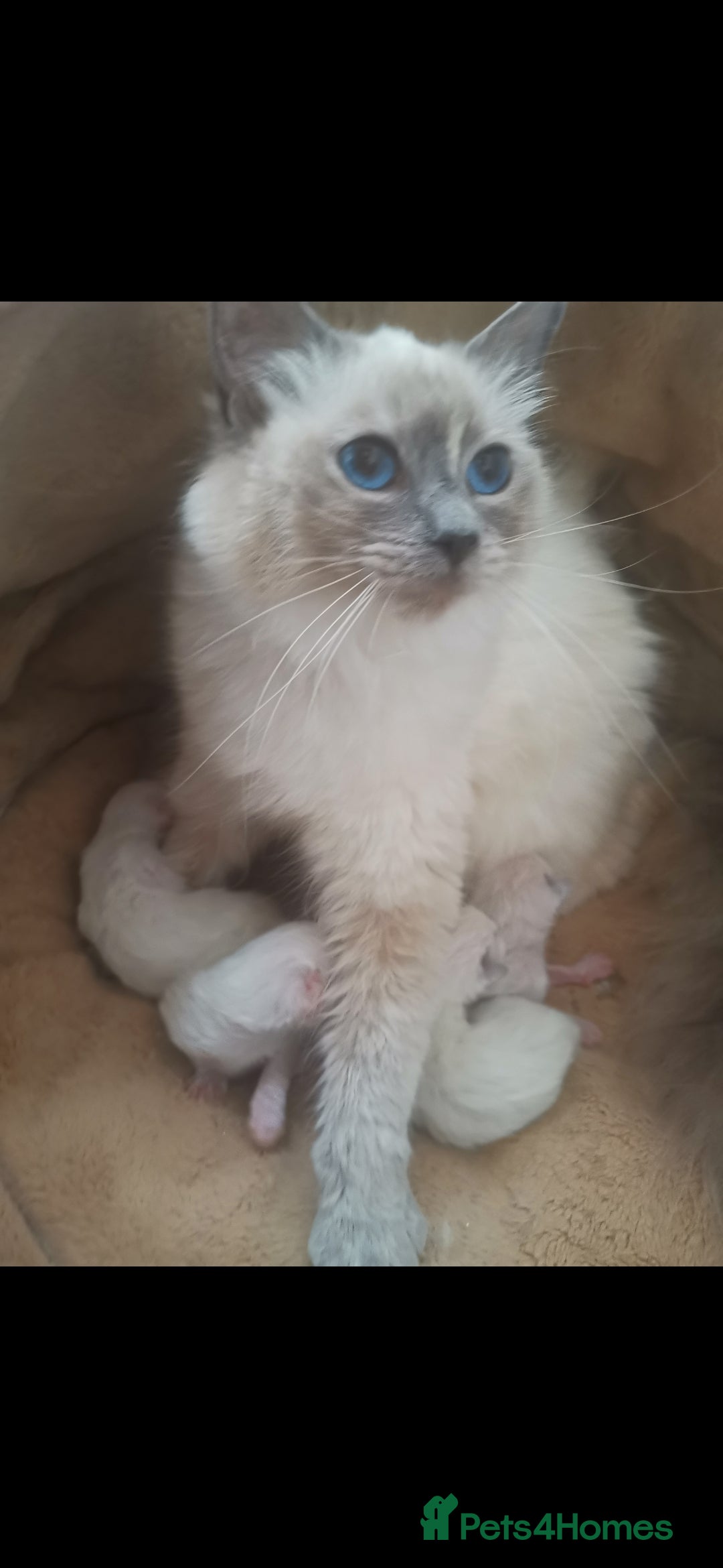 Ragdoll cats for sale: Pure breed health tested ragdoll kittens  - Image 22