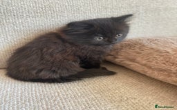 Siberian cats for sale: Siberian x British Shorthair Girls  - Image 5