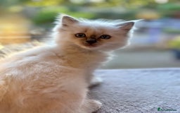 Ragdoll cats for sale: Ragdoll kittens f - Image 6